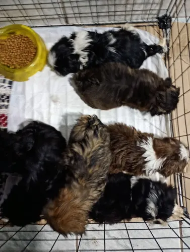 Filhotes de shih Tzu, 6 fêmeas e 3 machinhos temos loja física em Mesquita *