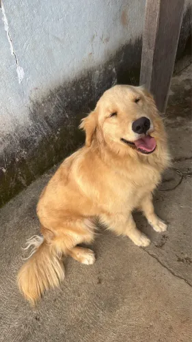 Golden 1 Ano $1700