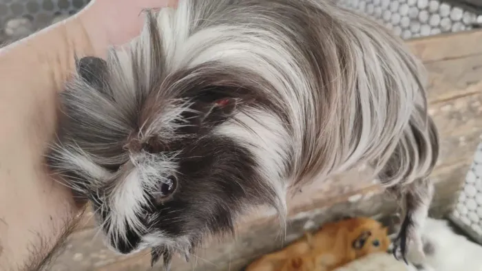 Porquinho da Índia de várias raças 