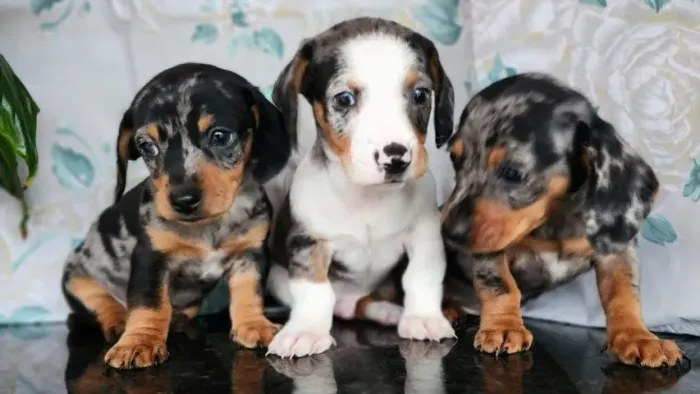 Teckel-Dachshund - Várias Cores a Pronta Entrega!!