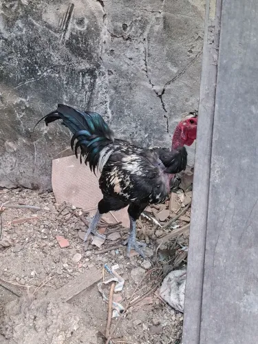 Vendo este galo da carne preta