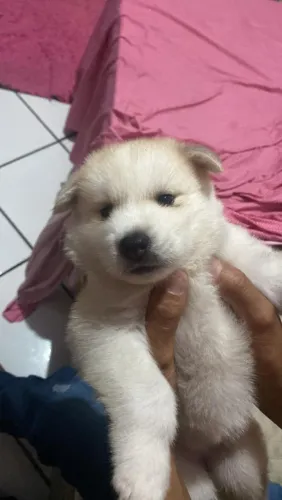 Vendo filhote de husky siberiano puro 