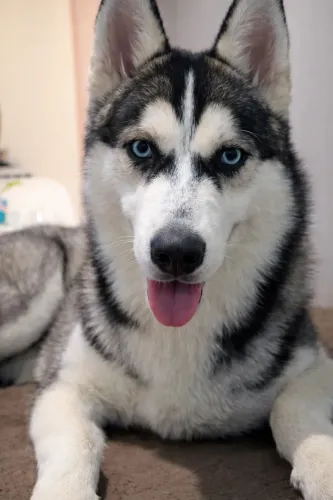 Doa-se Husky 7 Meses 