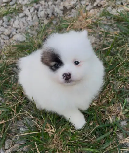 Filhotes de Lulu da Pomerânia Spitz alemão 