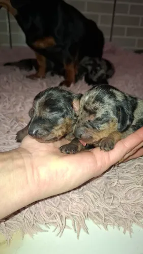 Dachshund 