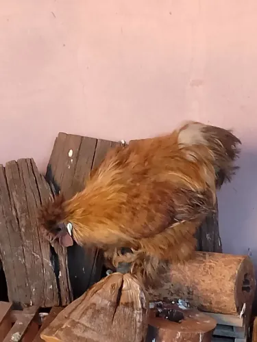 galinha sedosa macho 