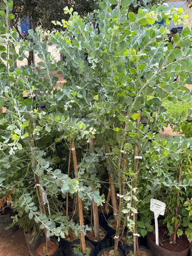 Acácia mimosa 