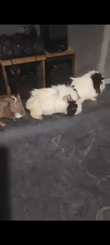 Vendo porquinho da índia 