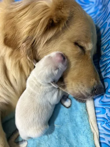 Filhotes de Golden Retriever machos 