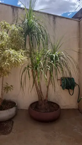 Plantas com vasos