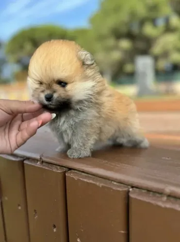 Spitz alemão anão - Filhotes Disponíveis em Canil de Confiança