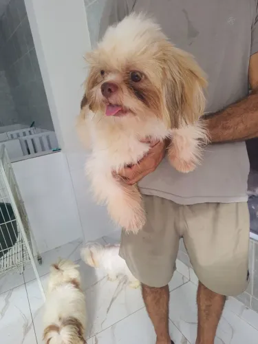 Shih-tzu 11 meses