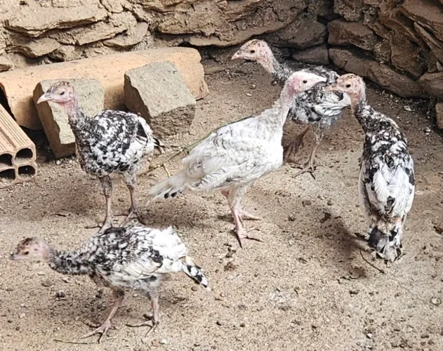 Filhotes de Peru