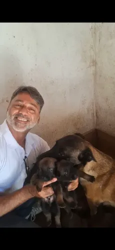 Lindos filhotes de Pastor Belga Malinois com pedigree