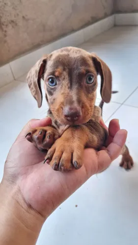 Salsichinha mofado