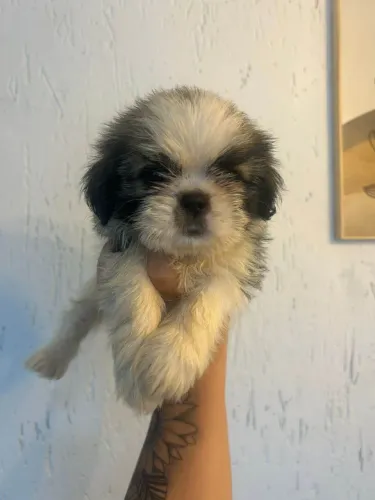 Filhote Shih Tzu, Perfeito Para Sua Família Está Aqui!