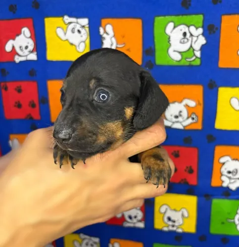 Filhotes Dachshund Salsicha Reservas Legítimos 12X