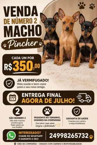 Pinscher 2