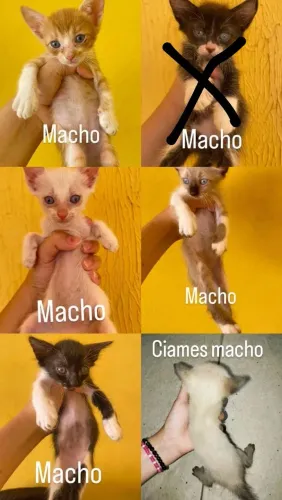 Gatos para adoção filhotes 