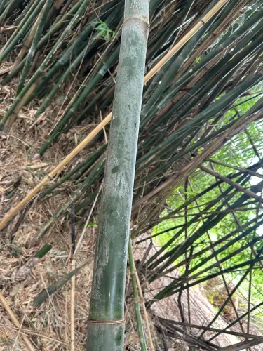Bambu natural 