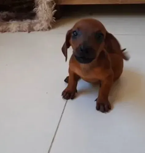 Basset mini