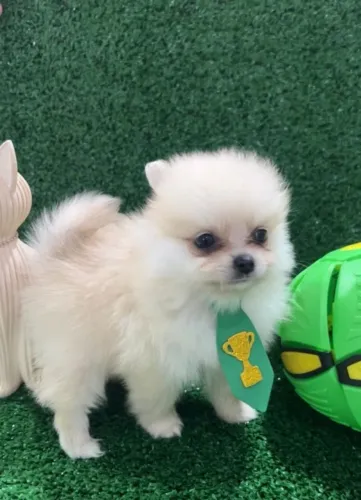 Lulu da Pomerania