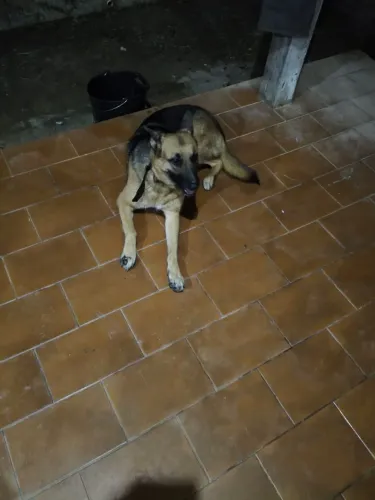 vendo uma linda cachorra pastor alemão nova com 2 anos vacinada muito bem cuidada 