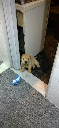 Doação de cachorro - Sharpei, pelagem urso (bearcoat sharpei)