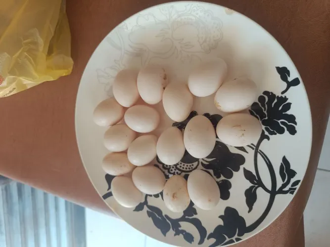 Vendo ovos galados de galinha garnisé