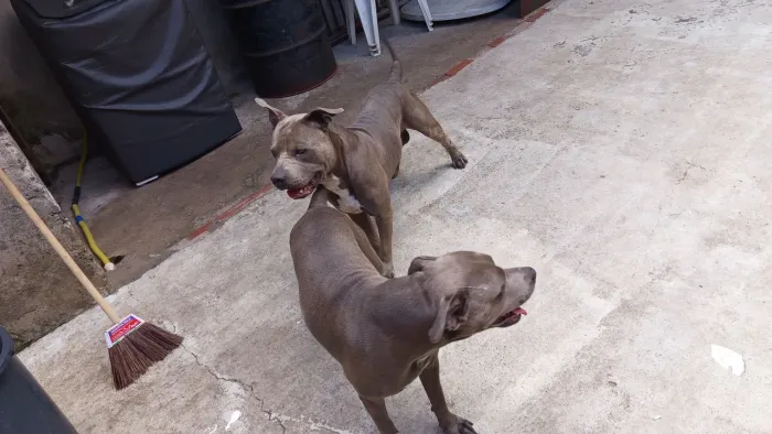 Venda de cachorro 