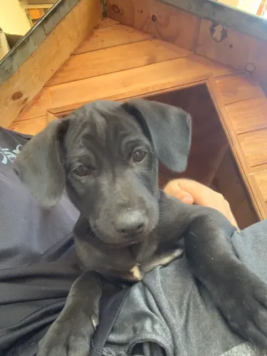 Cachorrinho macho, 2 meses, carinhoso e companheiro !