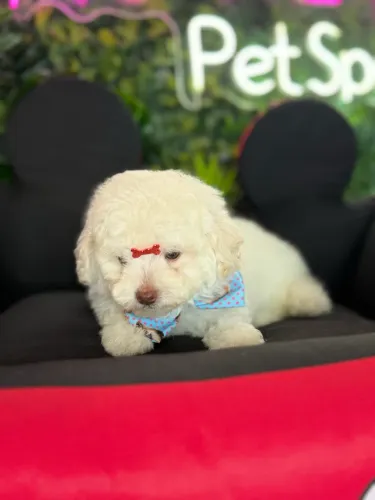 Poodle lindo macho olhos verdes