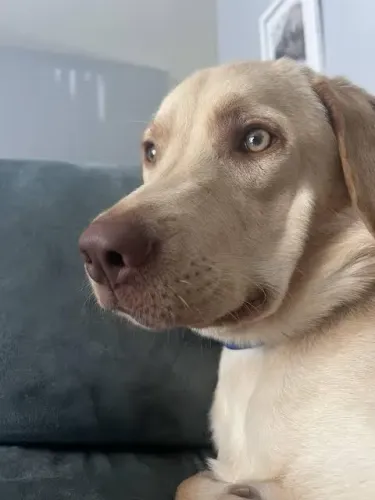 Filhotes de labrador fêmea linhagem chocolate perfeita