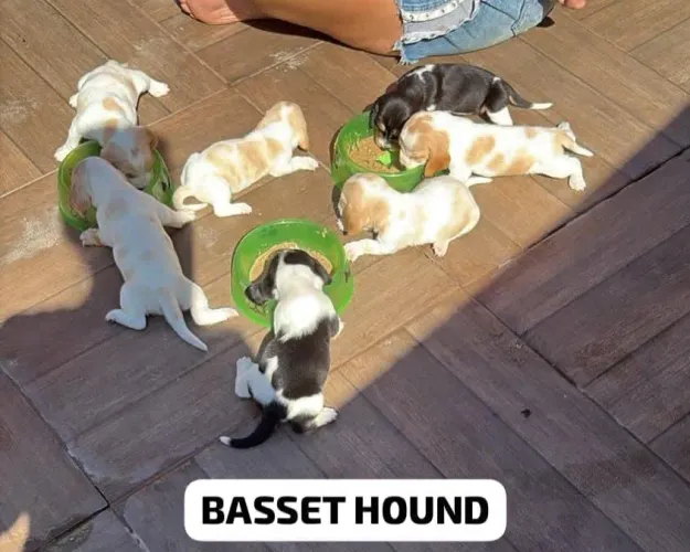 Basset hound