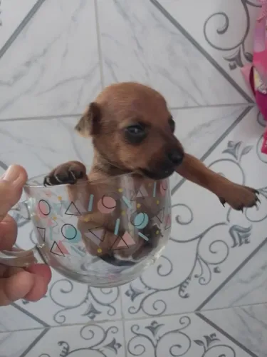 Pincher