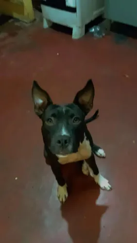 Vendo filhote de pit bull