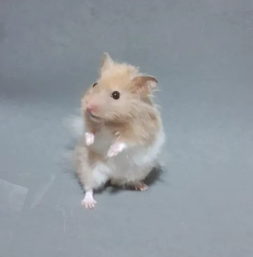 Hamster Sírios
