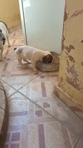 Cachorro a raça Basset
