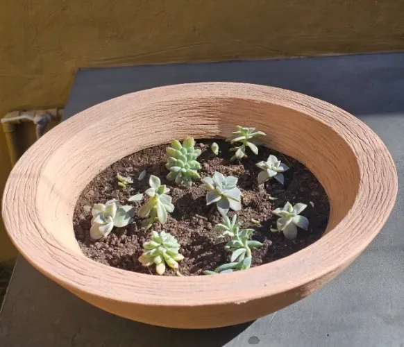 Vaso para Suculentas com Terra e Mudas