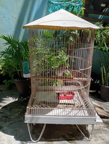 Gaiola de chão