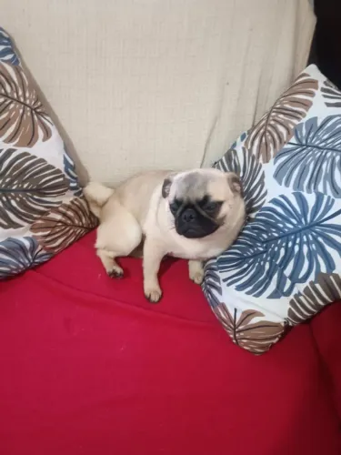 Filhote Pug Fêmea com 6 meses!