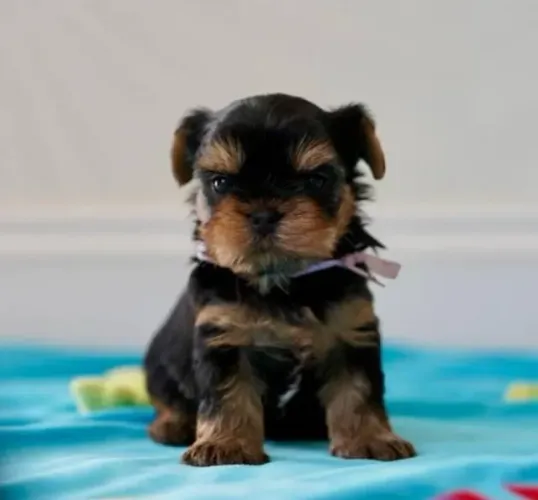 Yorkshire Mini Filhotes Muito Apreciados.