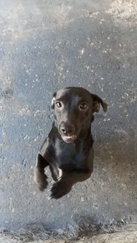 Cachorro macho