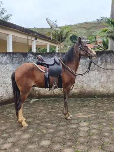 cavalo MARCHA PICADA