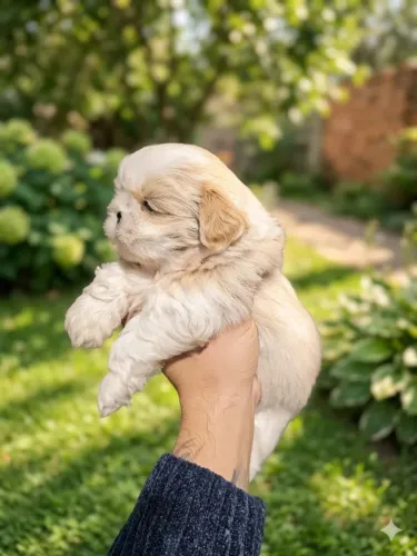 Shih tzu alto padrao