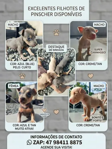 Lindo Filhote de Pinscher - Lindas Cores Creme e Azul Tan