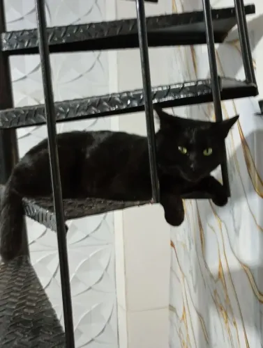 Doação de gatinho