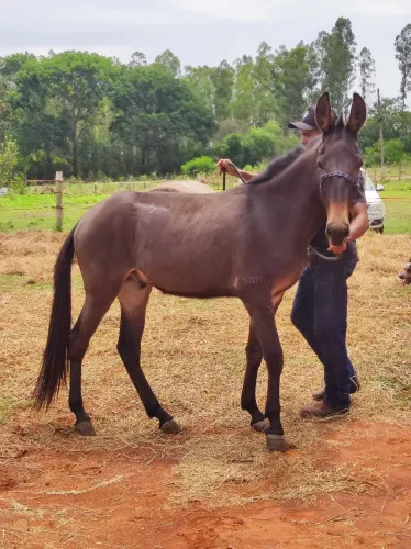 Burro jovem de genética selecionada - Excelente padrão