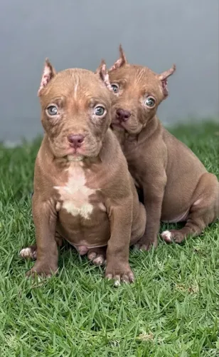 PITBULL FILHOTES RED NOSE OLHOS AZUIS -PARCELO NO CARTÃO