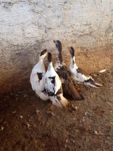 Patos chocolate com branco